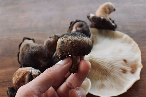 The 7 Best Mushroom Supplements in Australia